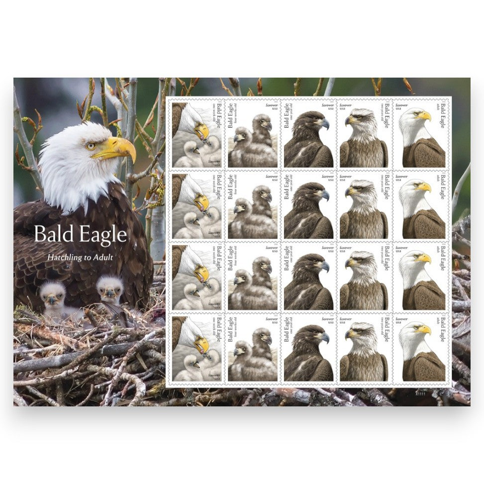 Forever Stamps 2026 Bald Eagle: Hatchling to Adult – Nature Series, First-Class Postage