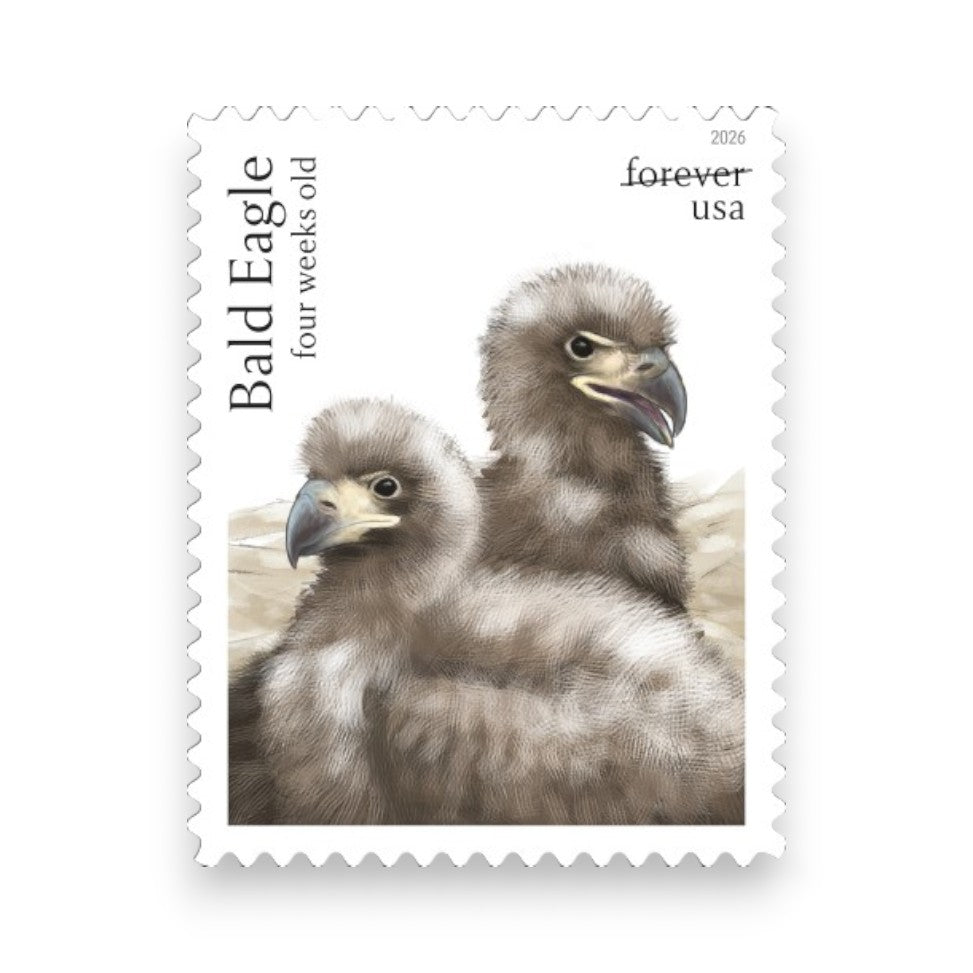 Forever Stamps 2026 Bald Eagle: Hatchling to Adult – Nature Series, First-Class Postage